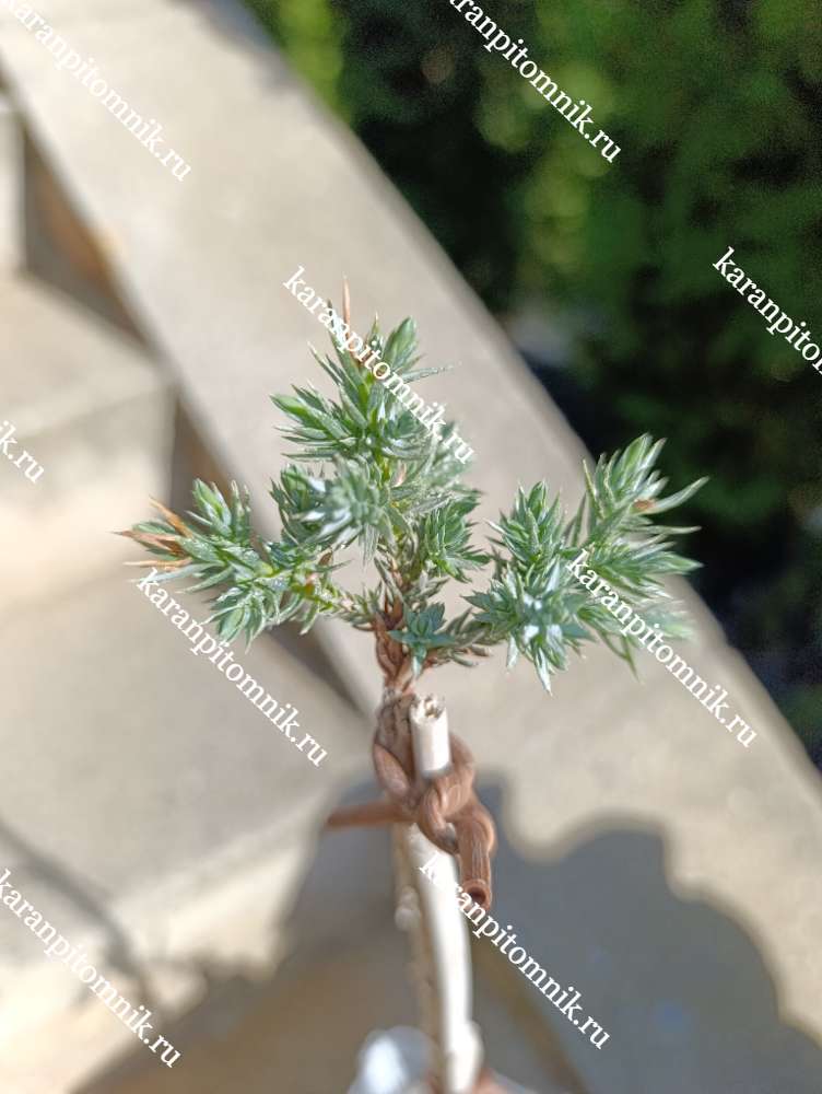 Можжевельник чешуйчатый Тропикал Блю (штамб Ра40) купить